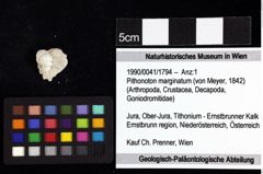 Foto (Objket + Etiketten) von Protosphaeroma ernstbrunnense (Bachmayer, 1949) 